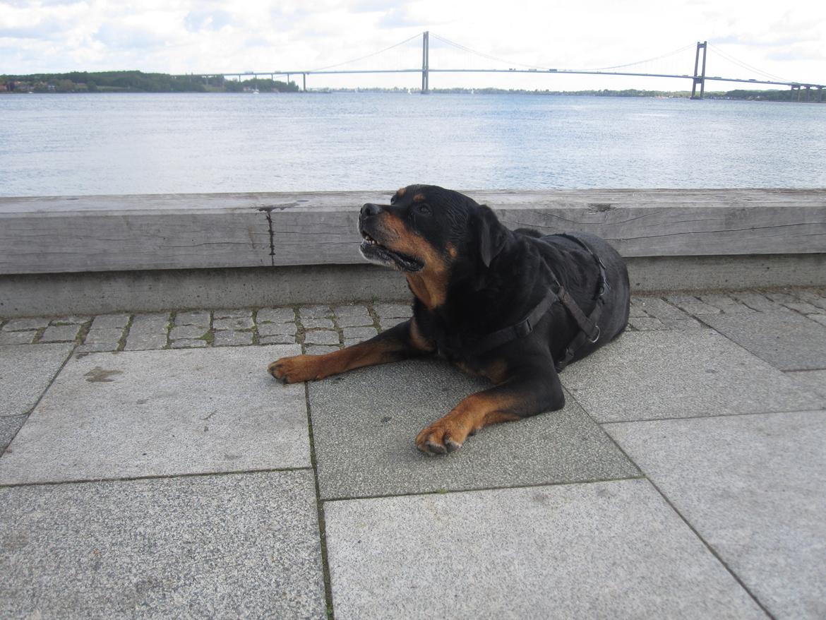 Rottweiler *blade* - 30minutter inden vi skal sige det evige farvel billede 14
