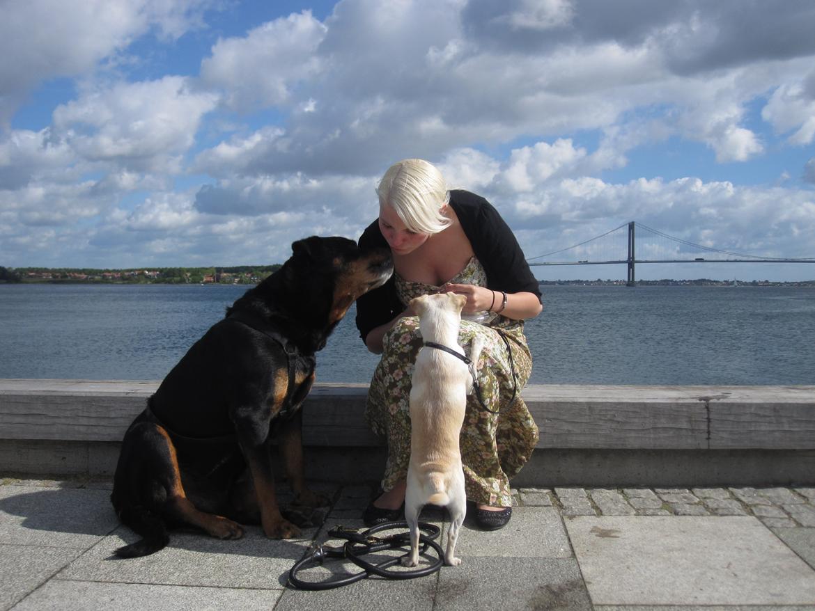 Rottweiler *blade* - *Blade* får sin sidste snack inden vi skal sige farvel. gud hvor er det hårdt a se de billeder. første gang jeg ser dem ;( puhaa. billede 15