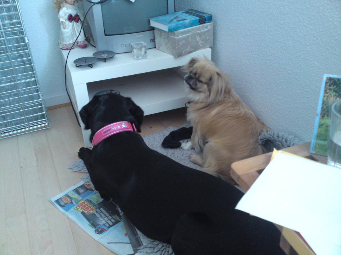 Blanding af racer Gaby - "Gaz min gode ven, mors hund før mig som bor hjemme ved mormor, ser lige lidt tv sammen med mig.... Agerligt at det er sklukket"  billede 15