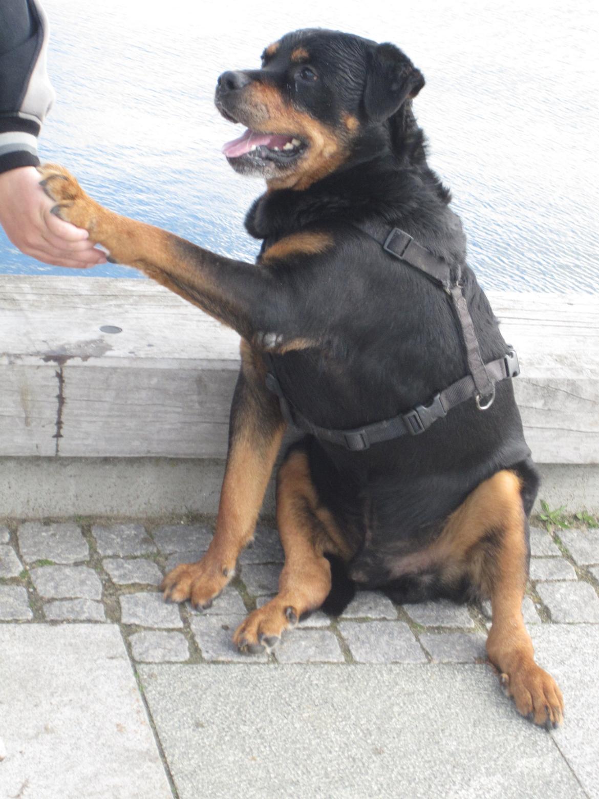 Rottweiler *blade* - hånd i pote mellem far & *Blade* billede 16