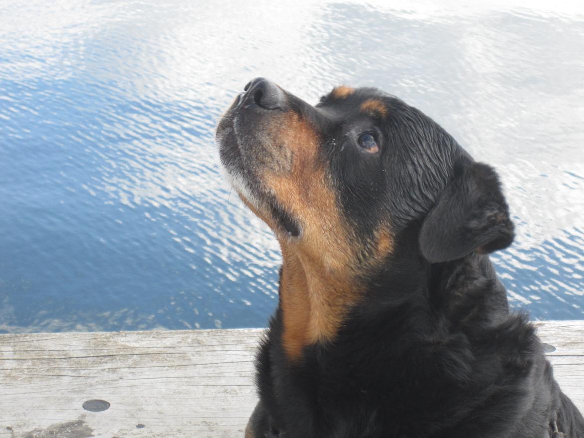 Rottweiler *blade* - Farvel skat<3 min smukke dreng er bleven til en gudesmuk engel <3:-* billede 17