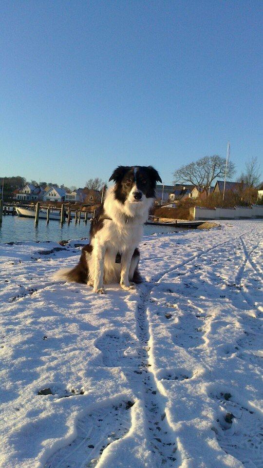 Border collie Meeko (Himmelhund) billede 19