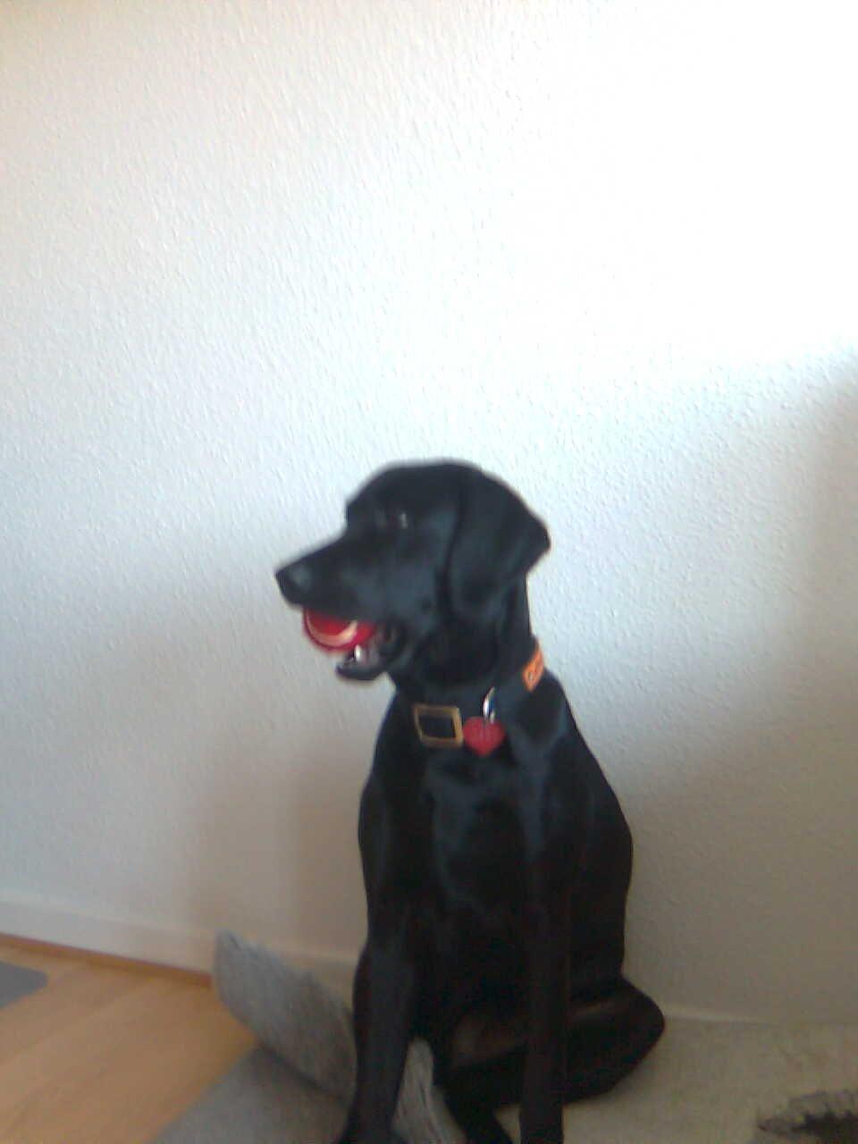 Blanding af racer Gaby - "Mor har lige givet mig en bold... Og neeej hvor er den bare god og dejlig. Jeg vil aldrig slippe den igen. Jo måske når der kommer mad" :)  billede 16