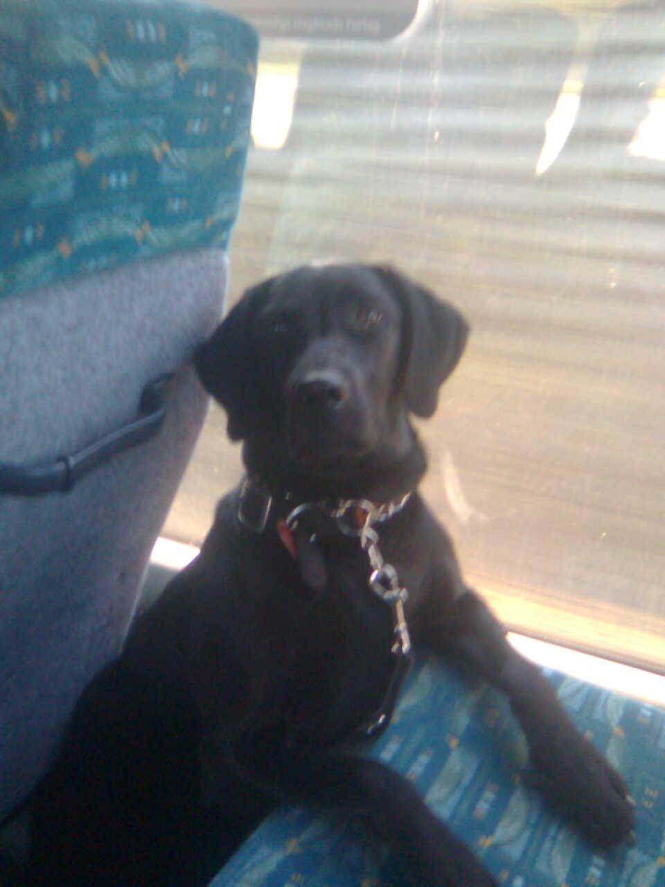 Blanding af racer Gaby - "Jeg er ude og køre i blå bus, det var sjovt.. Mig og mor har lige været til træning, glæder mig til og komme hjem og sove"  billede 17