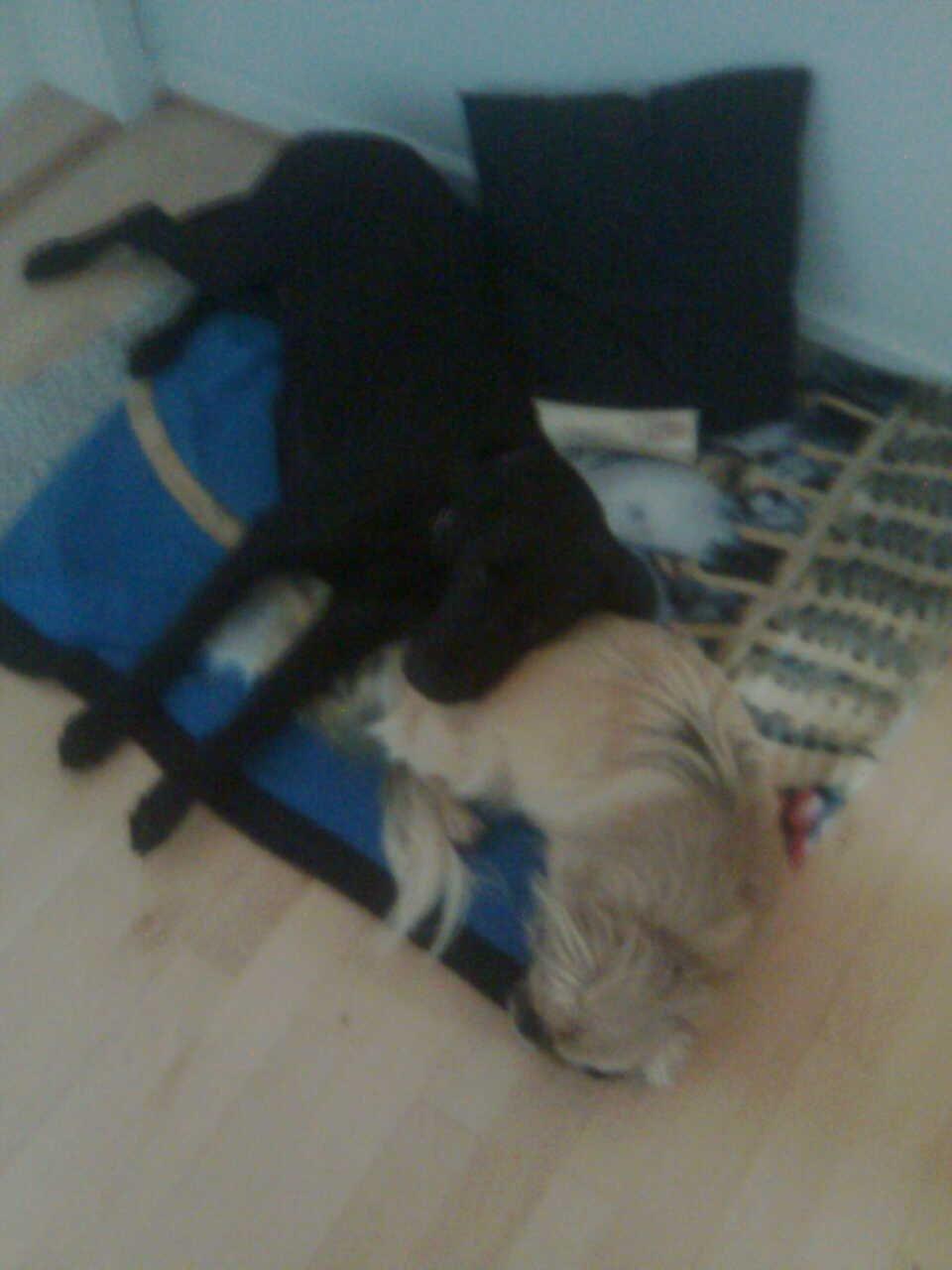 Blanding af racer Gaby - "Gaz er på besøg, og det kan jeg lide for så har jeg en god hovedpude" :)  billede 18