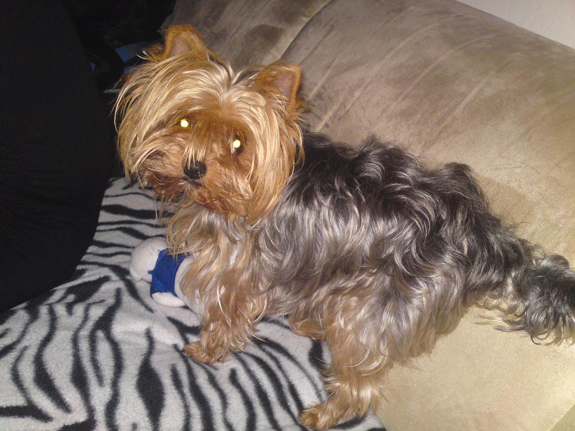 Yorkshire terrier Betsy - "Ja sådan så jeg altså ud, da mor og far fik mig af hende damen jeg boede ved før, jeg kom til denne dejlige familie":)  billede 15