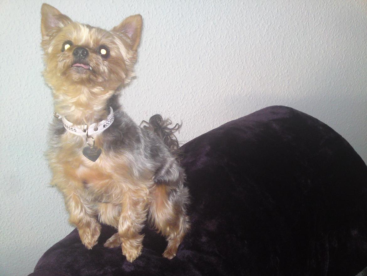 Yorkshire terrier Betsy - "Ser jeg ikke fræk ud? Mor og jeg øver lidt kontakt øvelser igen, og hun siger jeg er ved at blive rigtig dygtig":)  billede 16