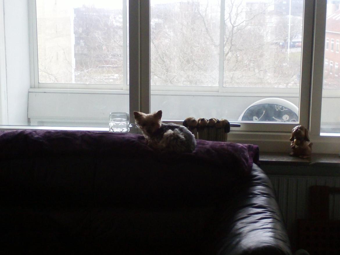 Yorkshire terrier Betsy - "Ja far synes jeg ser sød ud når jeg sover"  billede 17