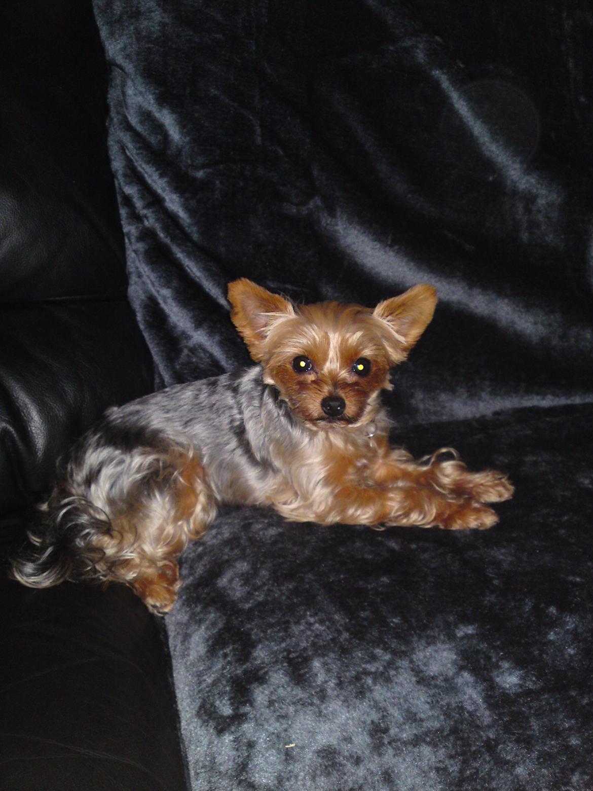 Yorkshire terrier Betsy - "Altså far. Ved du ikke at man ikke skal forstyrer prinsesser når de prøver at sove? få den mobil væk" :)  billede 18