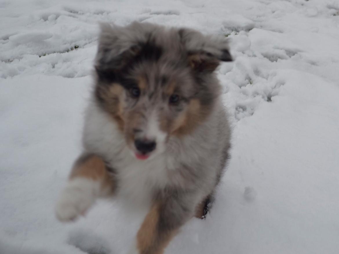 Shetland sheepdog Alvin - Alvin eeeelsker sne <3 billede 13