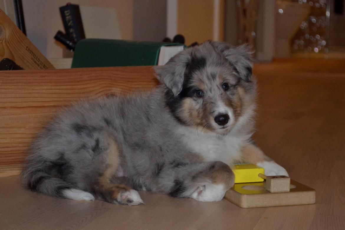 Shetland sheepdog Alvin - Det her legetøj knækkede vi hurtigt - kloge vuf billede 14