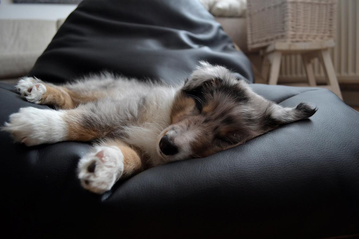 Shetland sheepdog Alvin billede 10