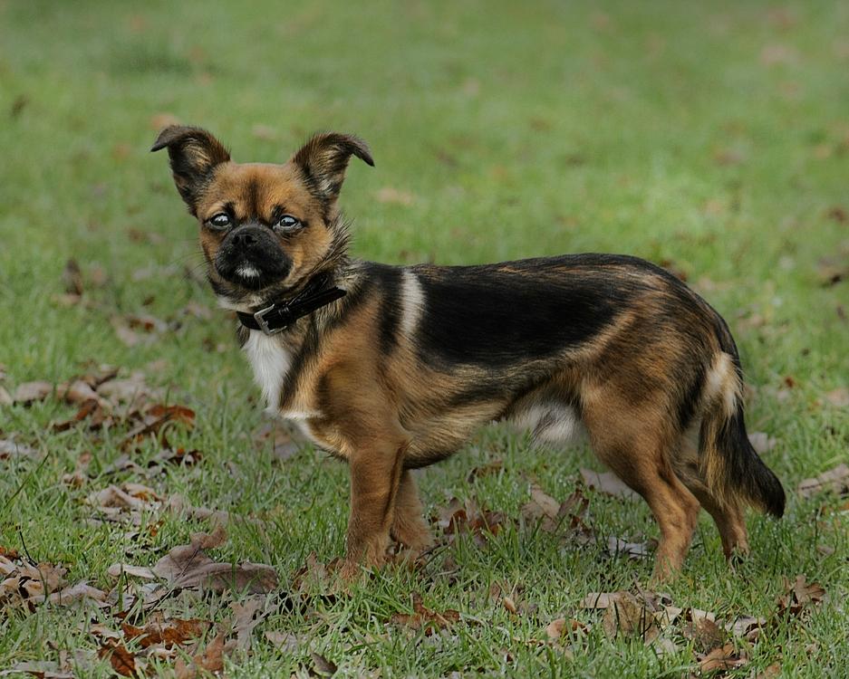 Blanding af racer Milo. billede 2