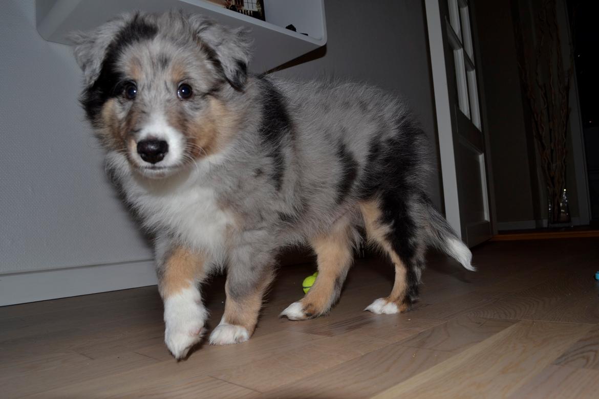 Shetland sheepdog Alvin billede 16