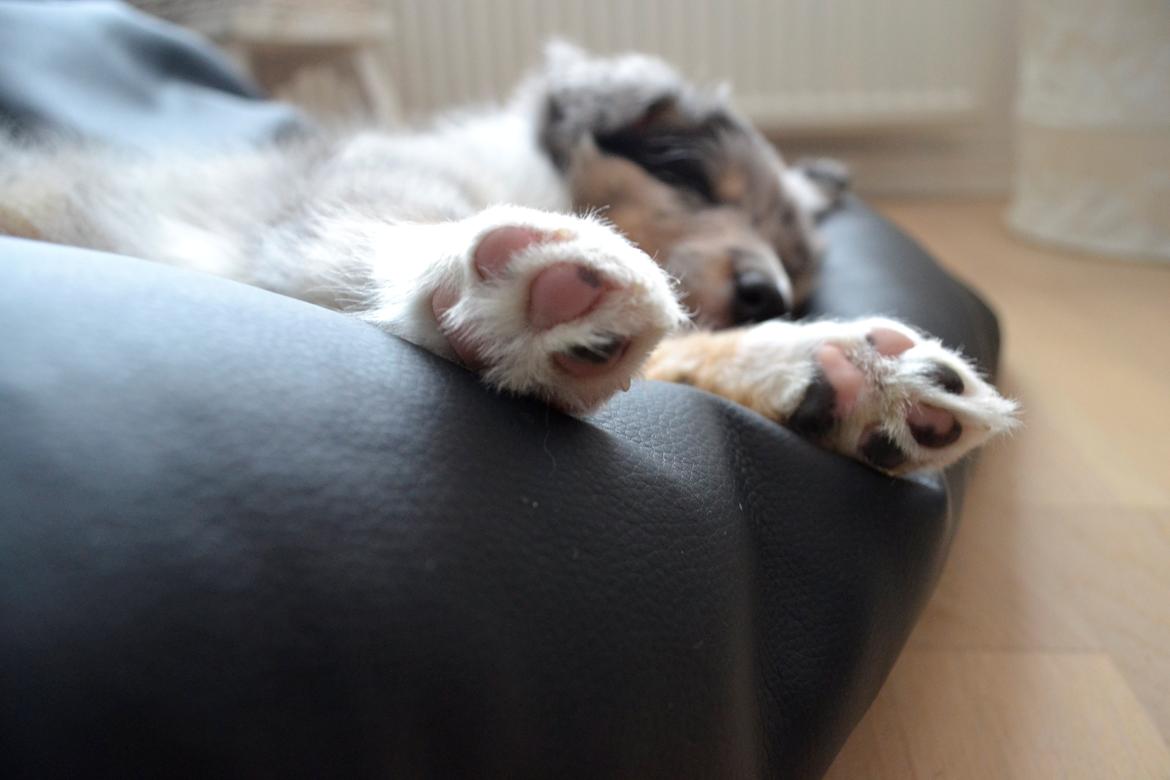 Shetland sheepdog Alvin - hvalpe poter er altså såååå fine.  billede 17