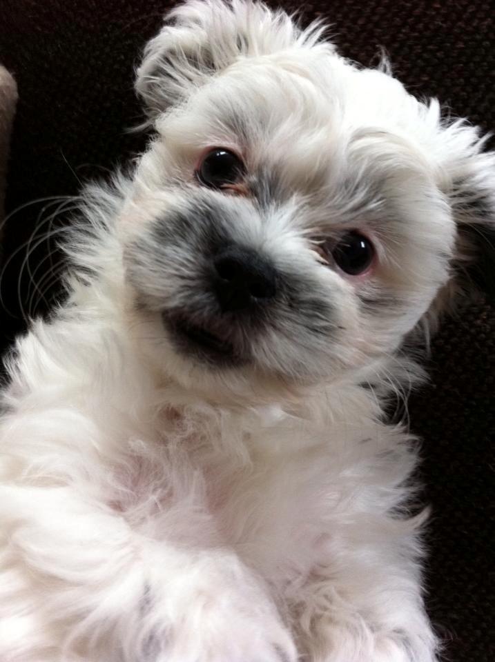 Blanding af racer Møffe - Et billed mere, så bider jeg...så er du advaret billede 8