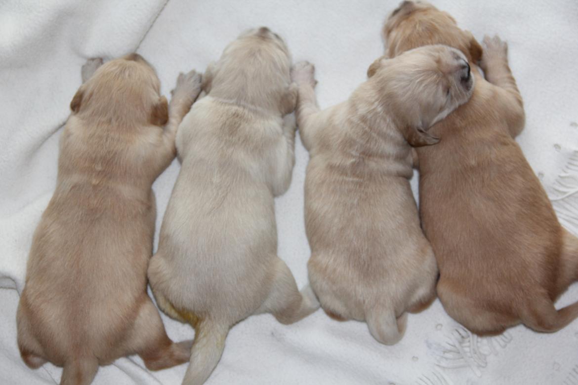 Golden retriever Luna - Det er Luna der ligger som nr. 2 fra højre. Et billede fra opdrætter :) billede 1