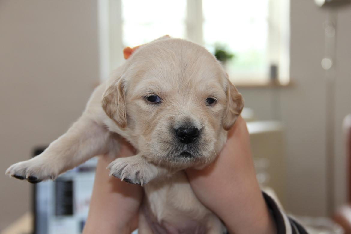Golden retriever Luna - Et billede mere fra opdrætter, da hun næsten lige havde fået øjne :)  billede 2