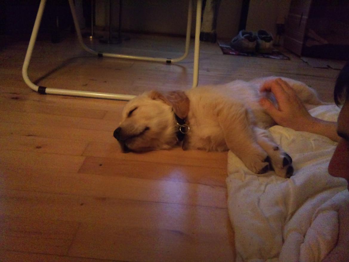 Golden retriever Luna - Da vi lige havde fået hende hjem - 8 uger :) billede 3