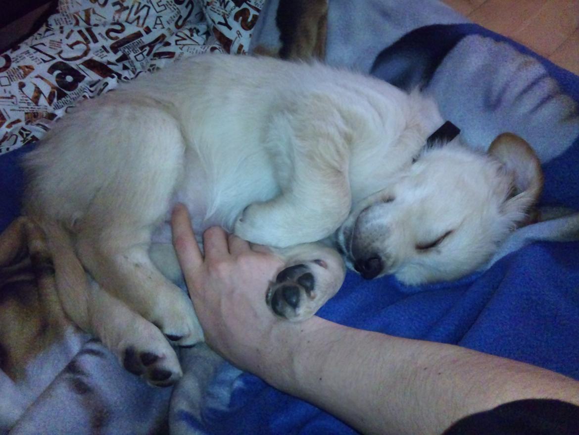 Golden retriever Luna - Dejligt at blive nusset i søvn af sin "far" :)  billede 4