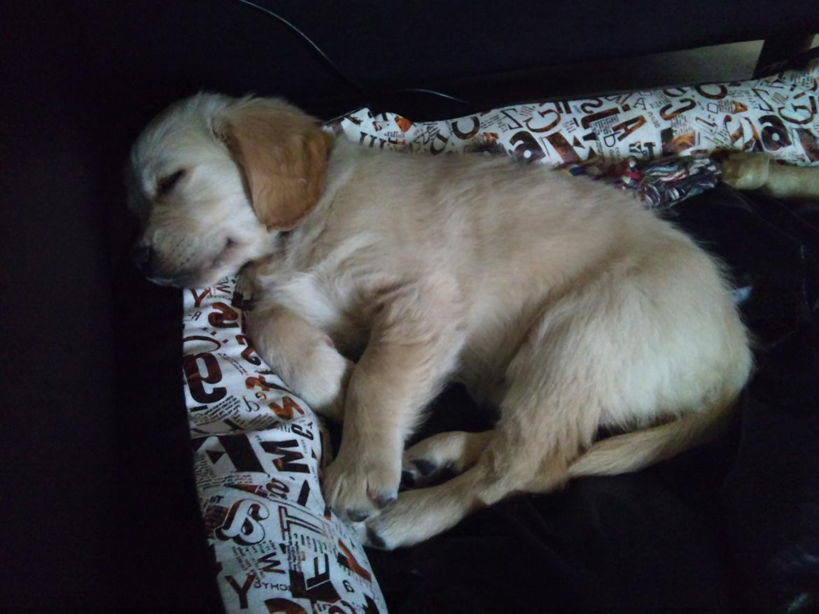 Golden retriever Luna - 9 uger :) billede 5