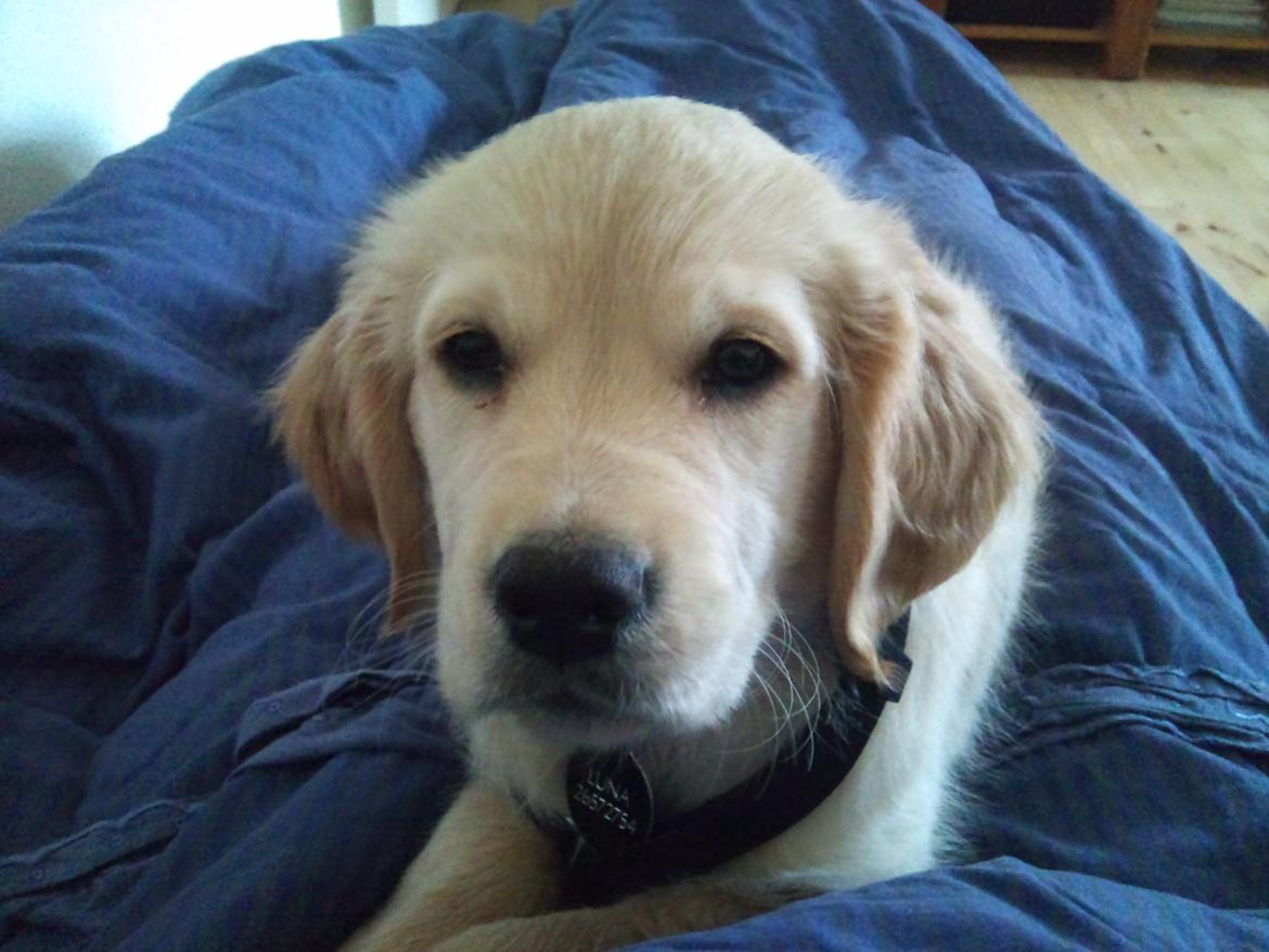 Golden retriever Luna - Godmorgen Luna ;) - 9 uger.  billede 6