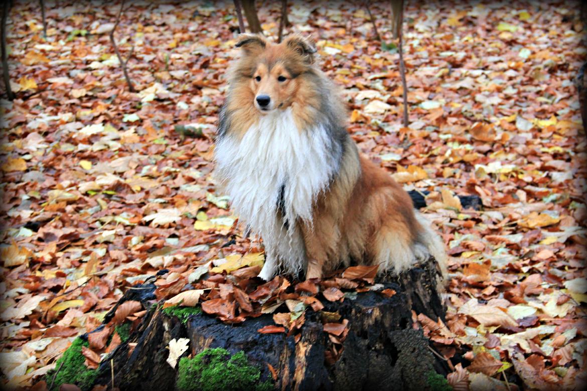 Shetland sheepdog Kenzo billede 12