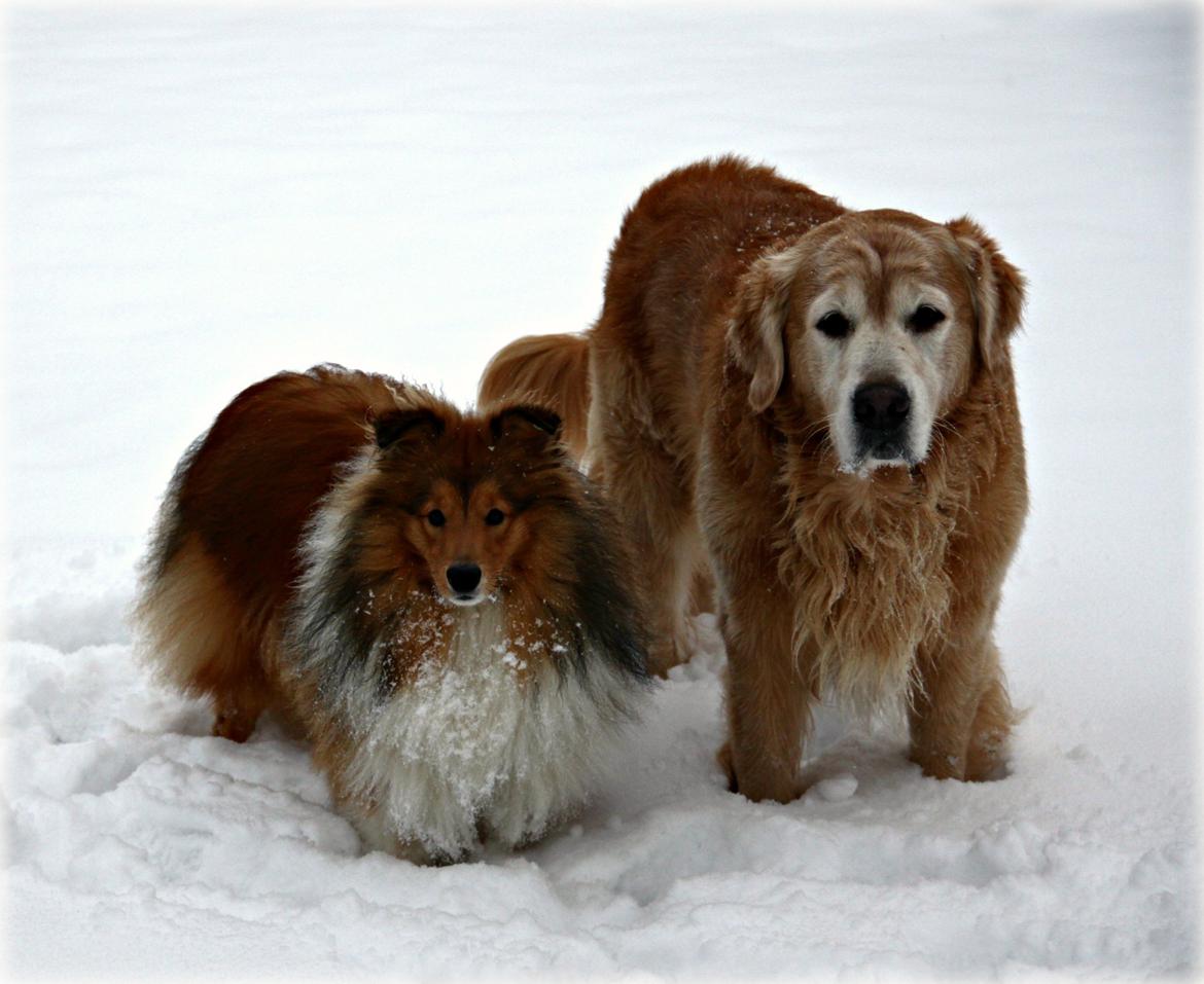 Shetland sheepdog Kenzo billede 13