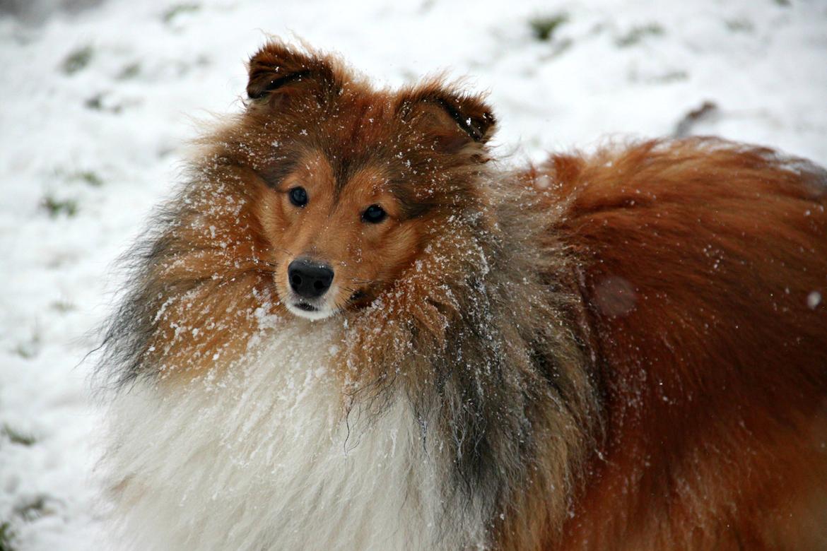 Shetland sheepdog Kenzo billede 14