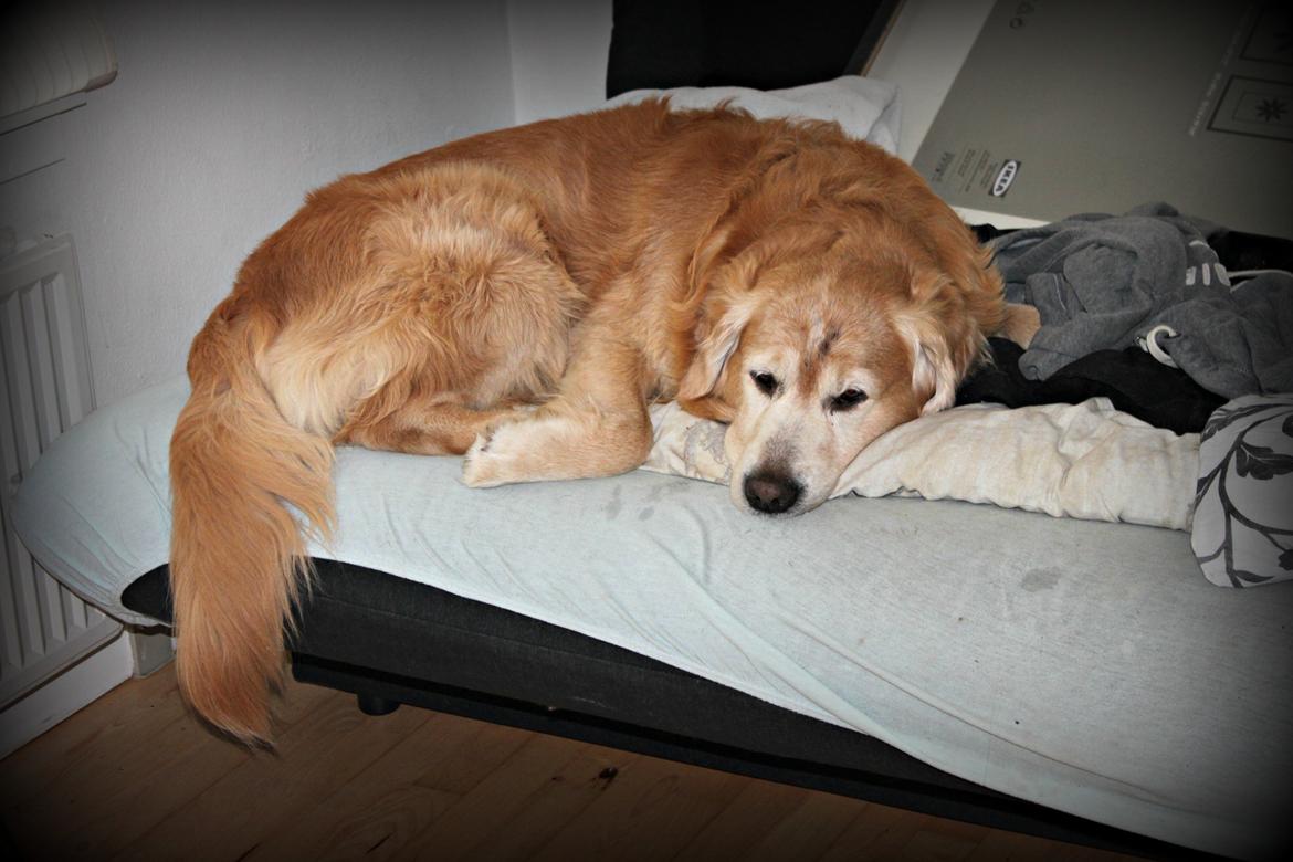 Golden retriever Simba billede 4