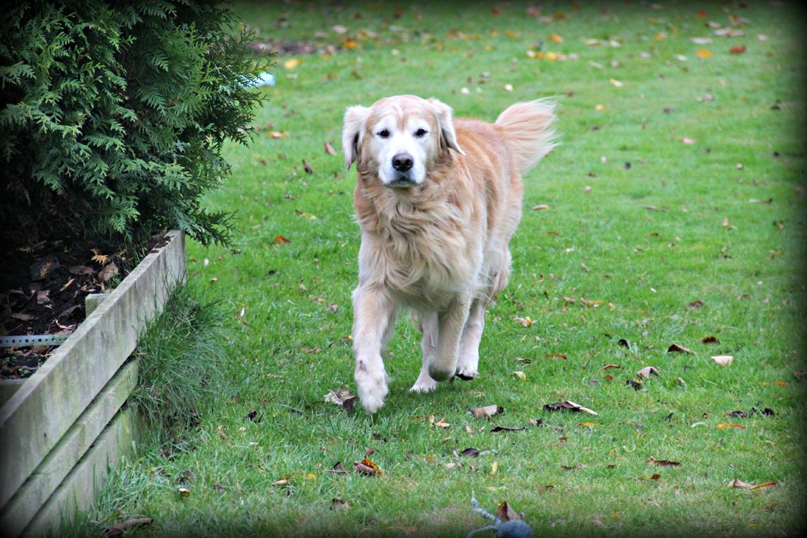 Golden retriever Simba billede 8