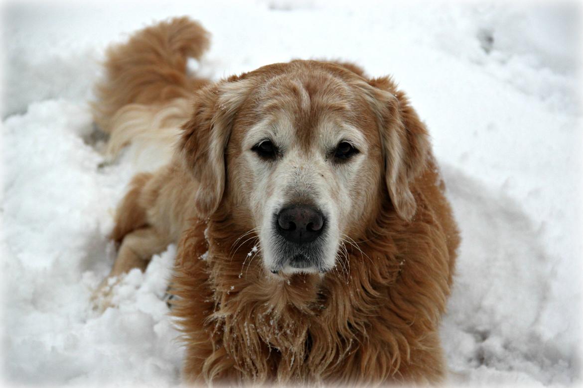 Golden retriever Simba billede 5
