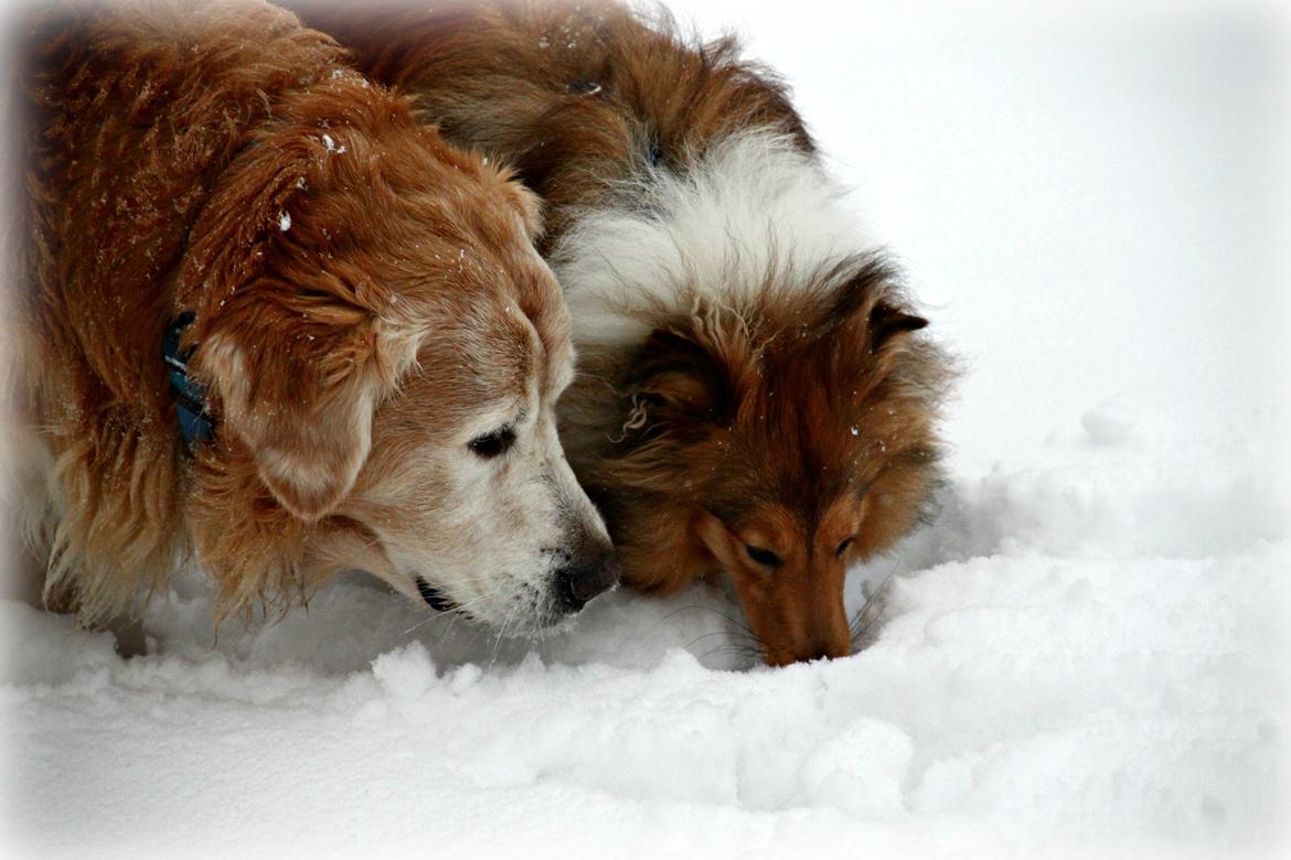Golden retriever Simba billede 7