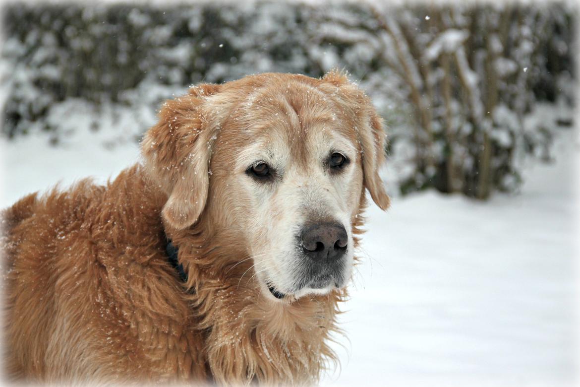 Golden retriever Simba billede 6