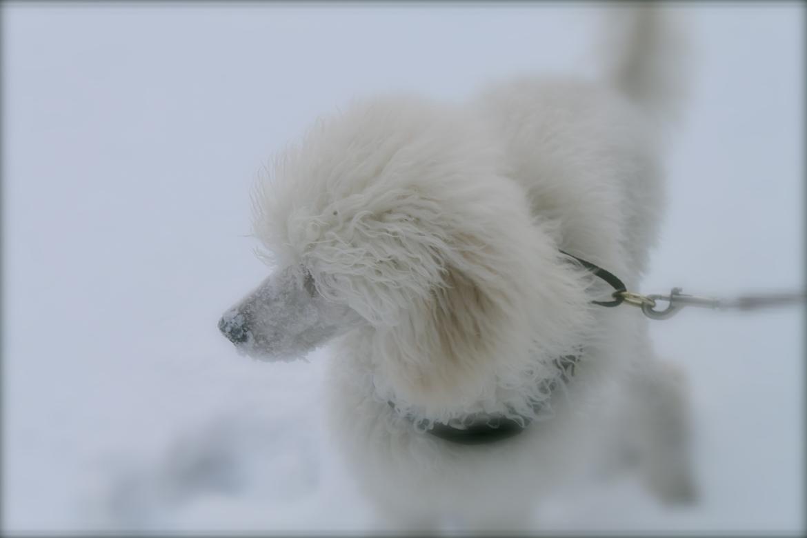 Mellempuddel Alto - Alto i sneen  billede 2