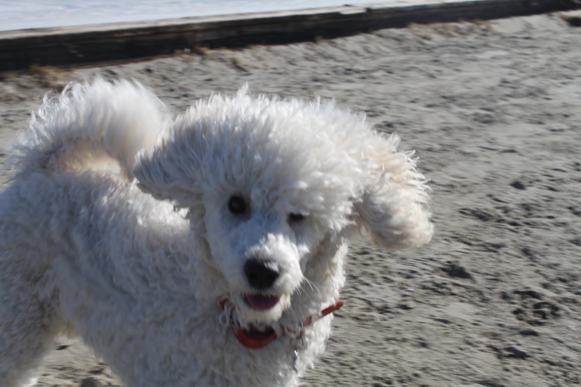 Mellempuddel Alto - Alto ved vandet  billede 1