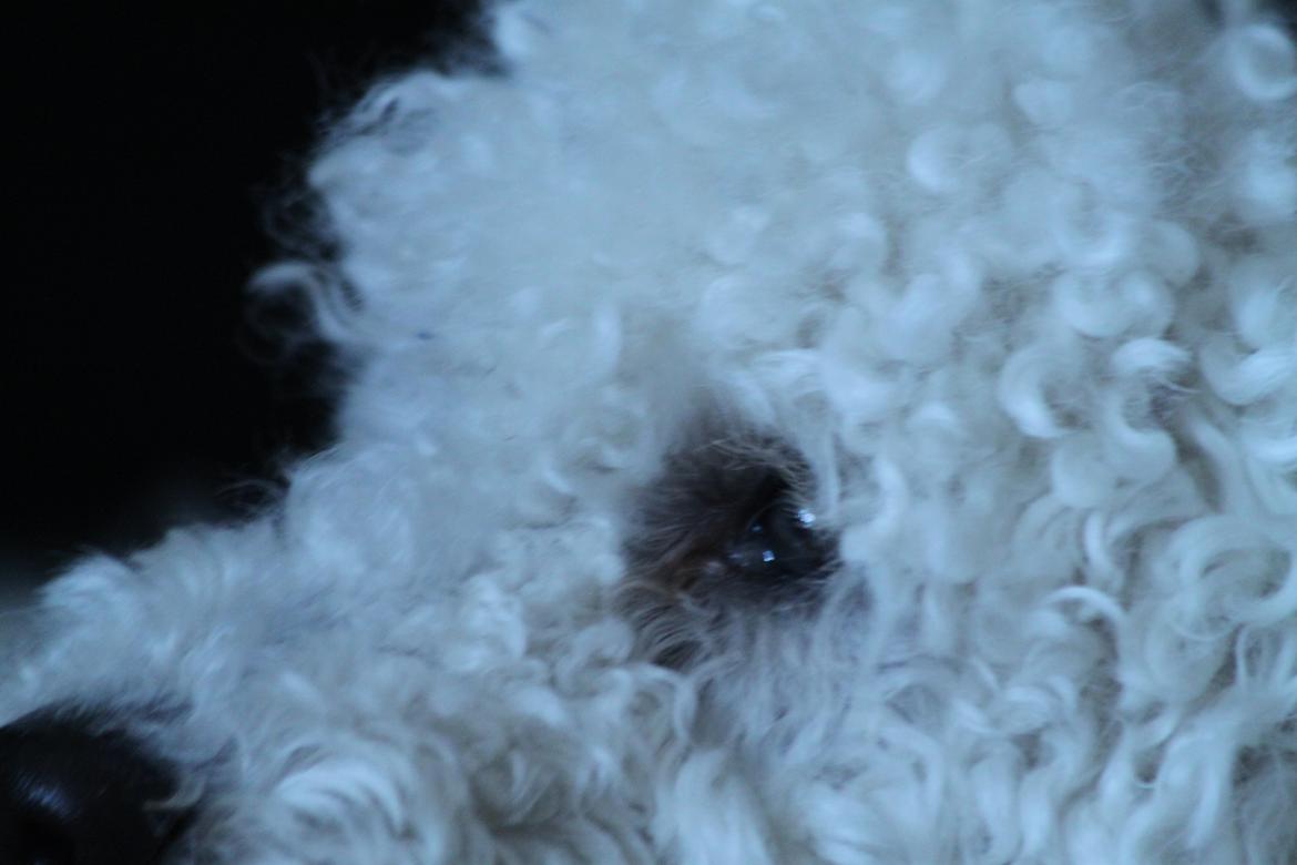 Mellempuddel Alto - Alto billede 3