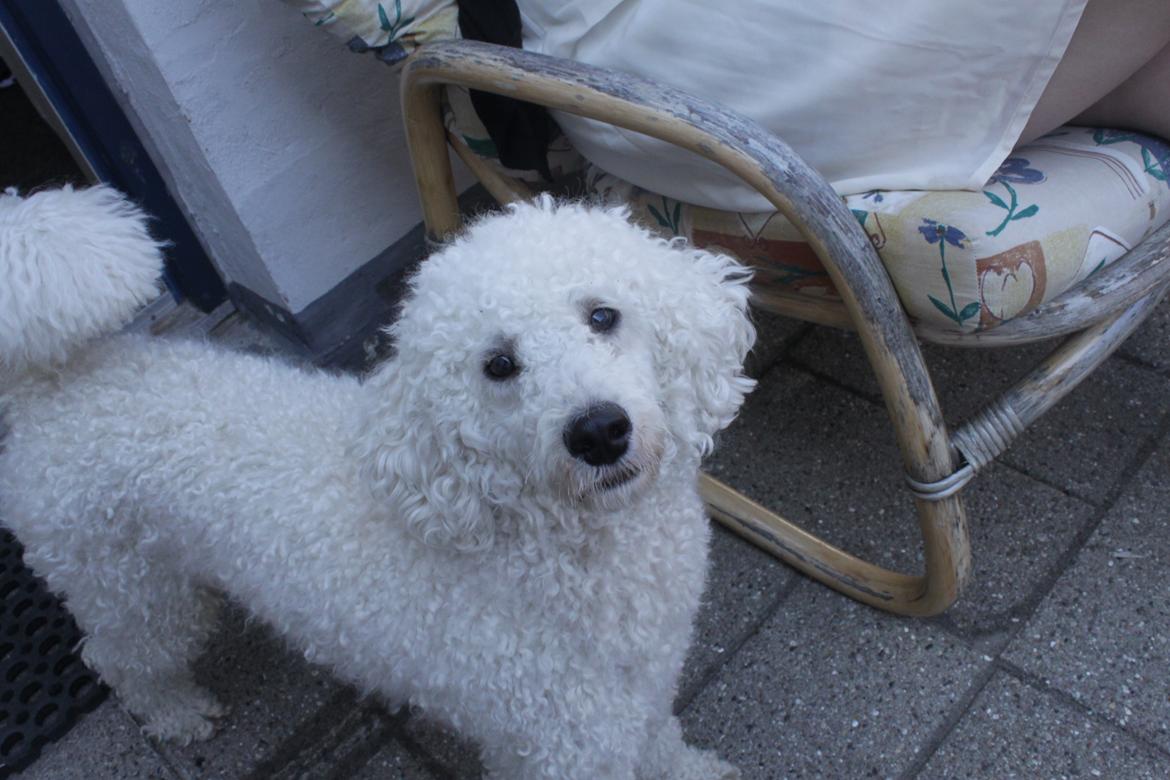 Mellempuddel Alto - Alto på besøg billede 4