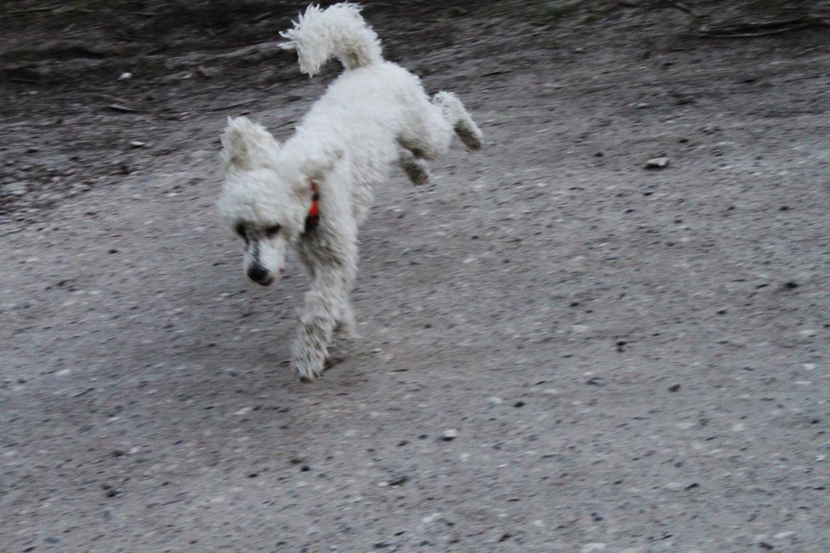 Mellempuddel Alto - Alto i løb billede 5