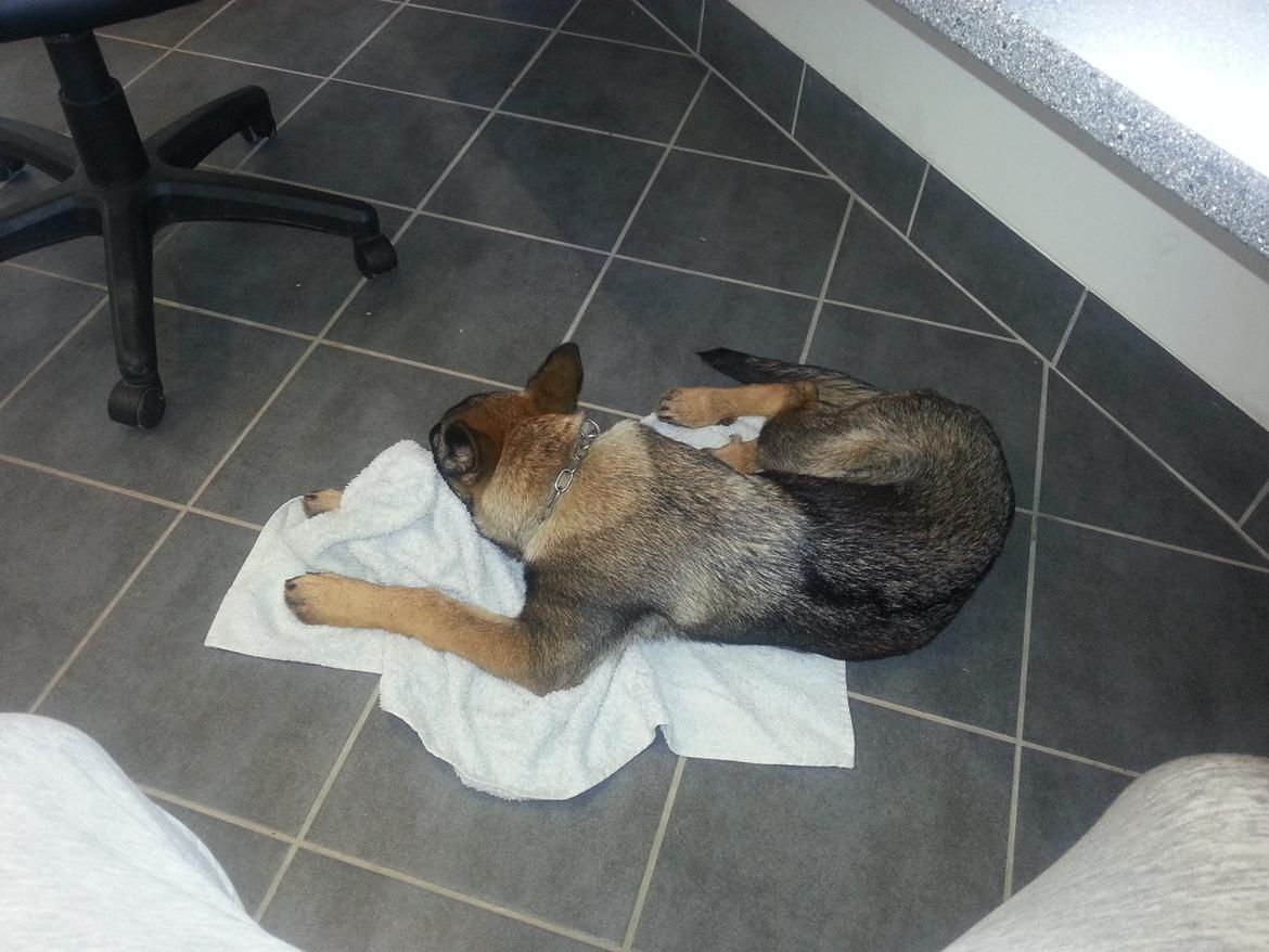 Schæferhund Jabina Boleo Freja * Omplaceret * - Nyder at være med far på arbejde ;)  billede 19