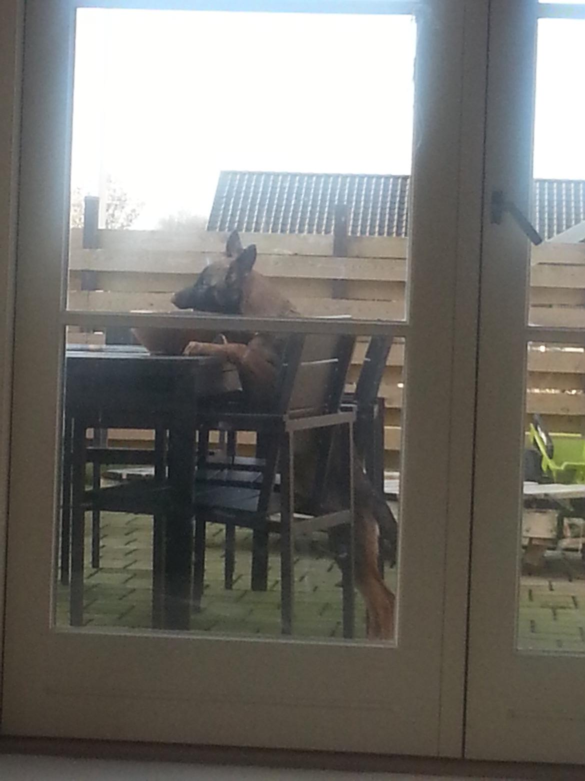 Schæferhund Jabina Boleo Freja * Omplaceret * - Freja mente hun manglede vand så det tager vi da bare fra havebordet :)  billede 2