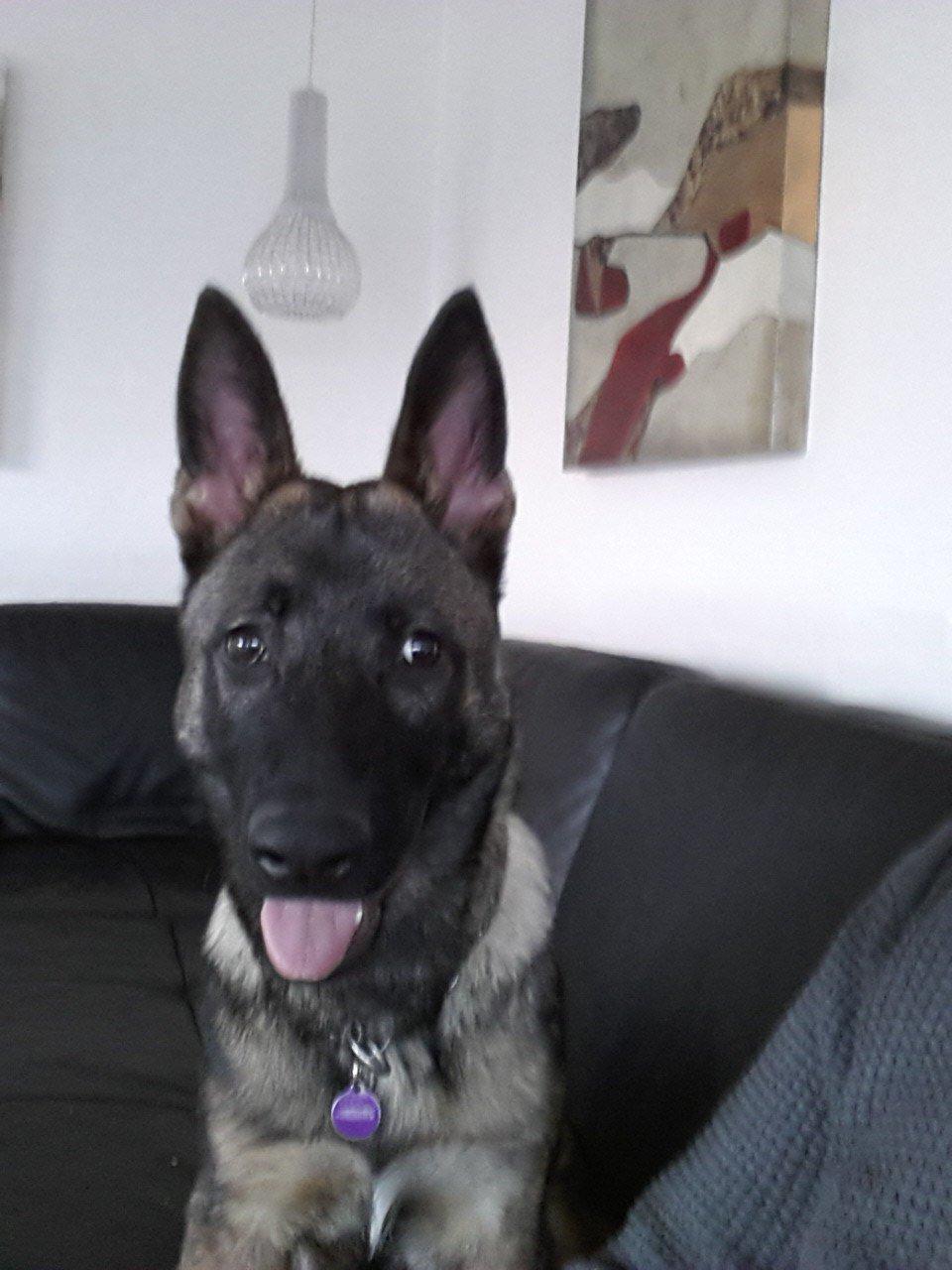 Schæferhund Jabina Boleo Freja * Omplaceret * - Smil :D  billede 20