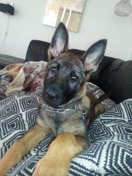 Schæferhund Jabina Boleo Freja * Omplaceret * - Elsker at vække far kl. 07.20 med dette dejlige blik :)  billede 1