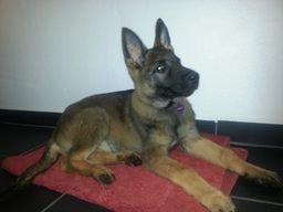 Schæferhund Jabina Boleo Freja * Omplaceret * - Freja's foretrukne plads på badeværelset :)  billede 3