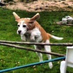 Beagle Winters Snow Barry - Han er så dygtig til at springe <3 billede 15