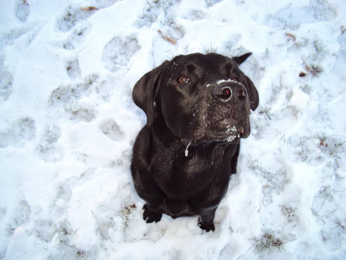 Labrador retriever Uffe billede 5