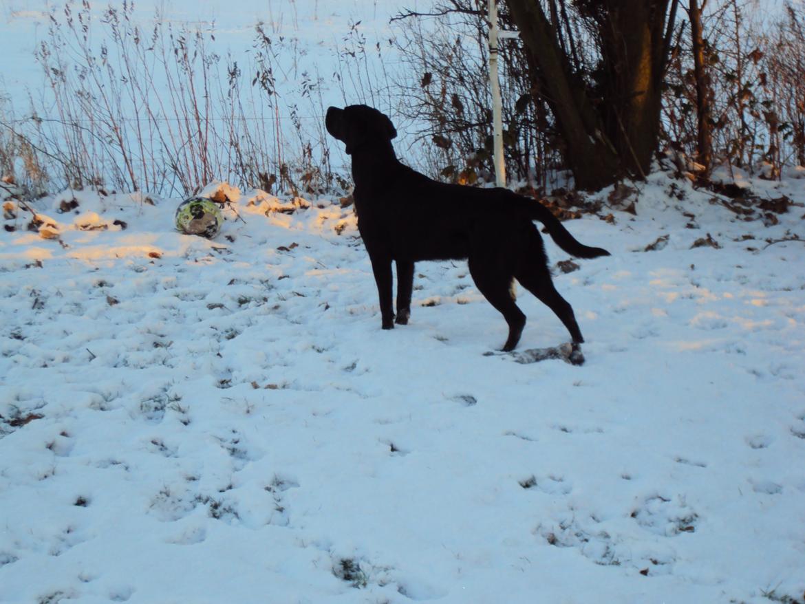Labrador retriever Uffe billede 6