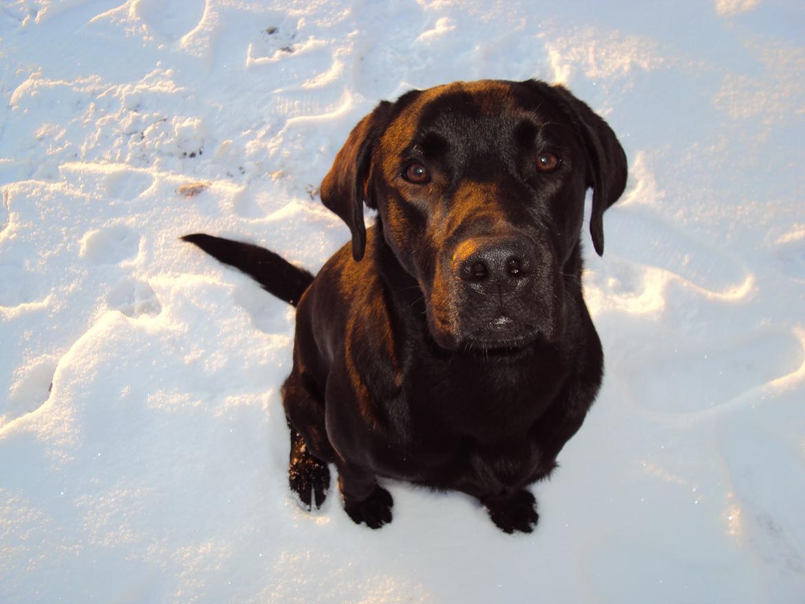 Labrador retriever Uffe billede 7