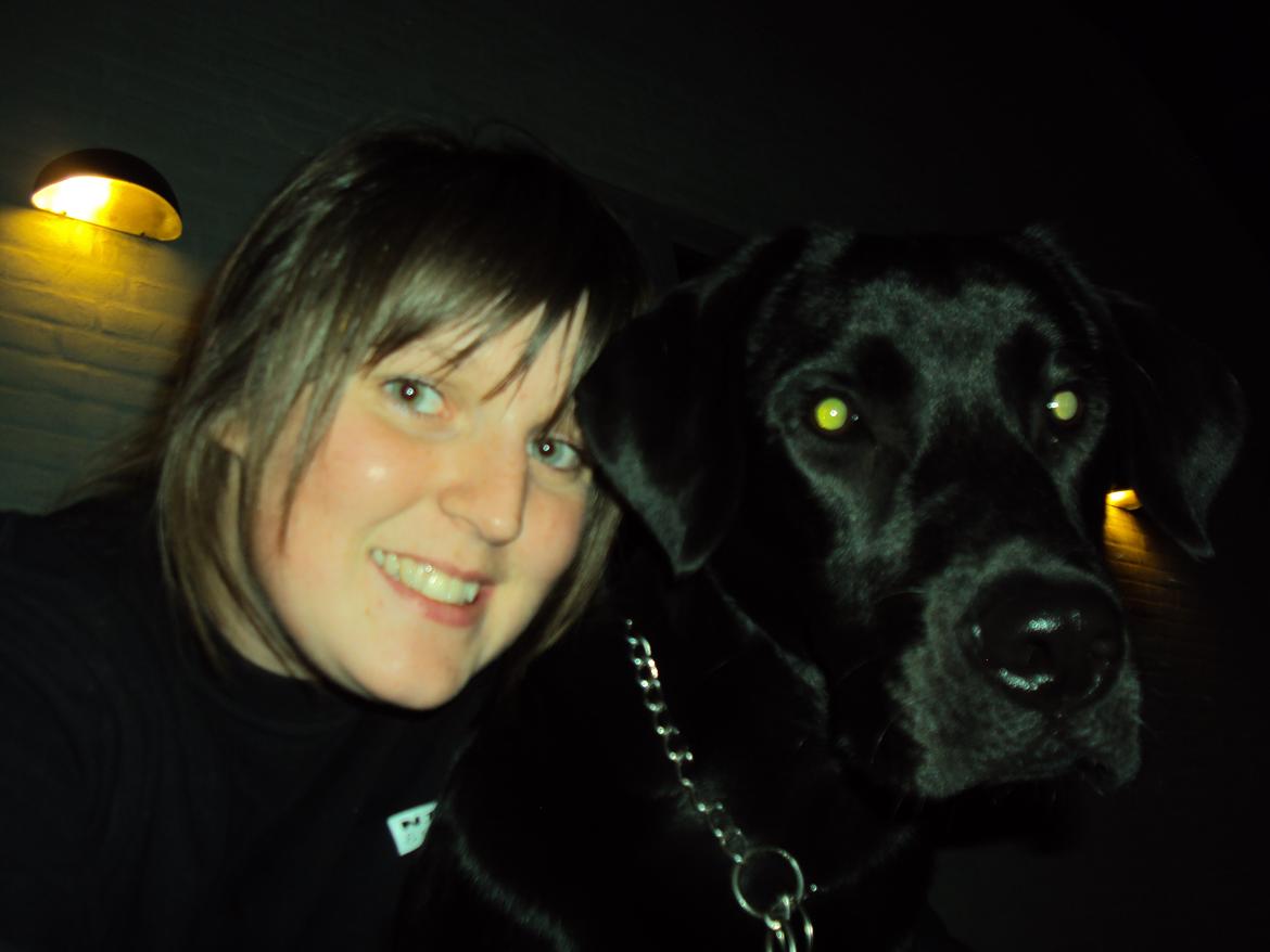 Labrador retriever Uffe billede 8