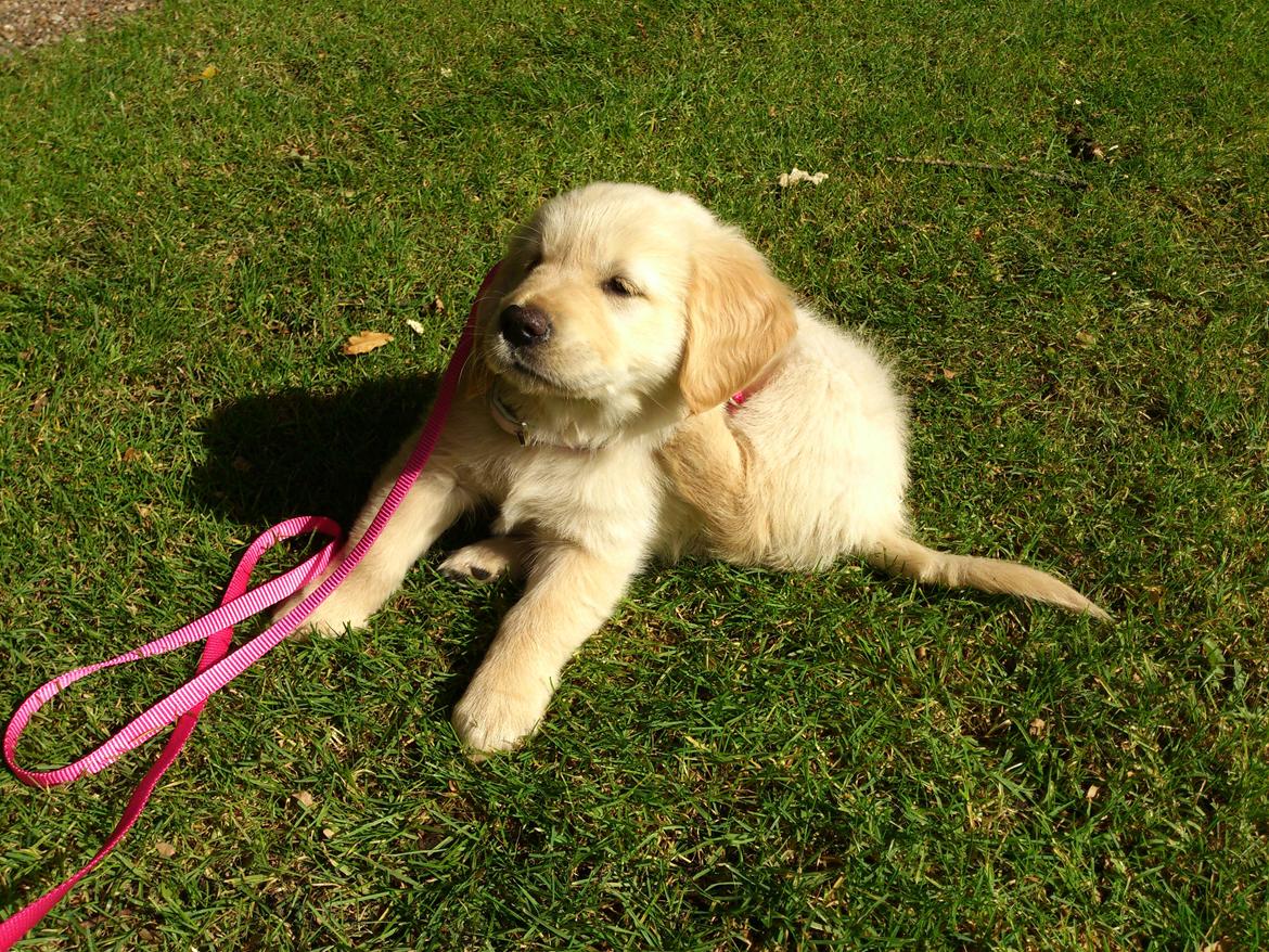 Golden retriever Luna - 8 uger og lige kommet hjem :) billede 10